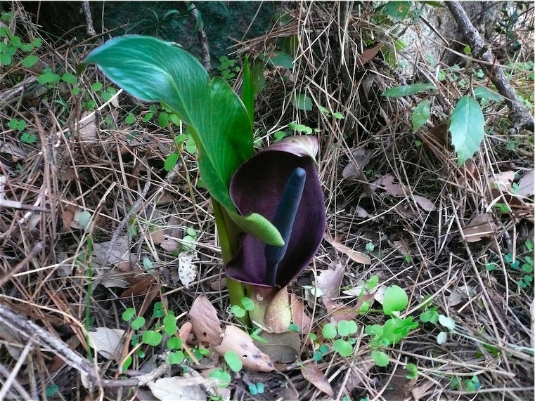 Arum pictum / Gigaro punteggiato